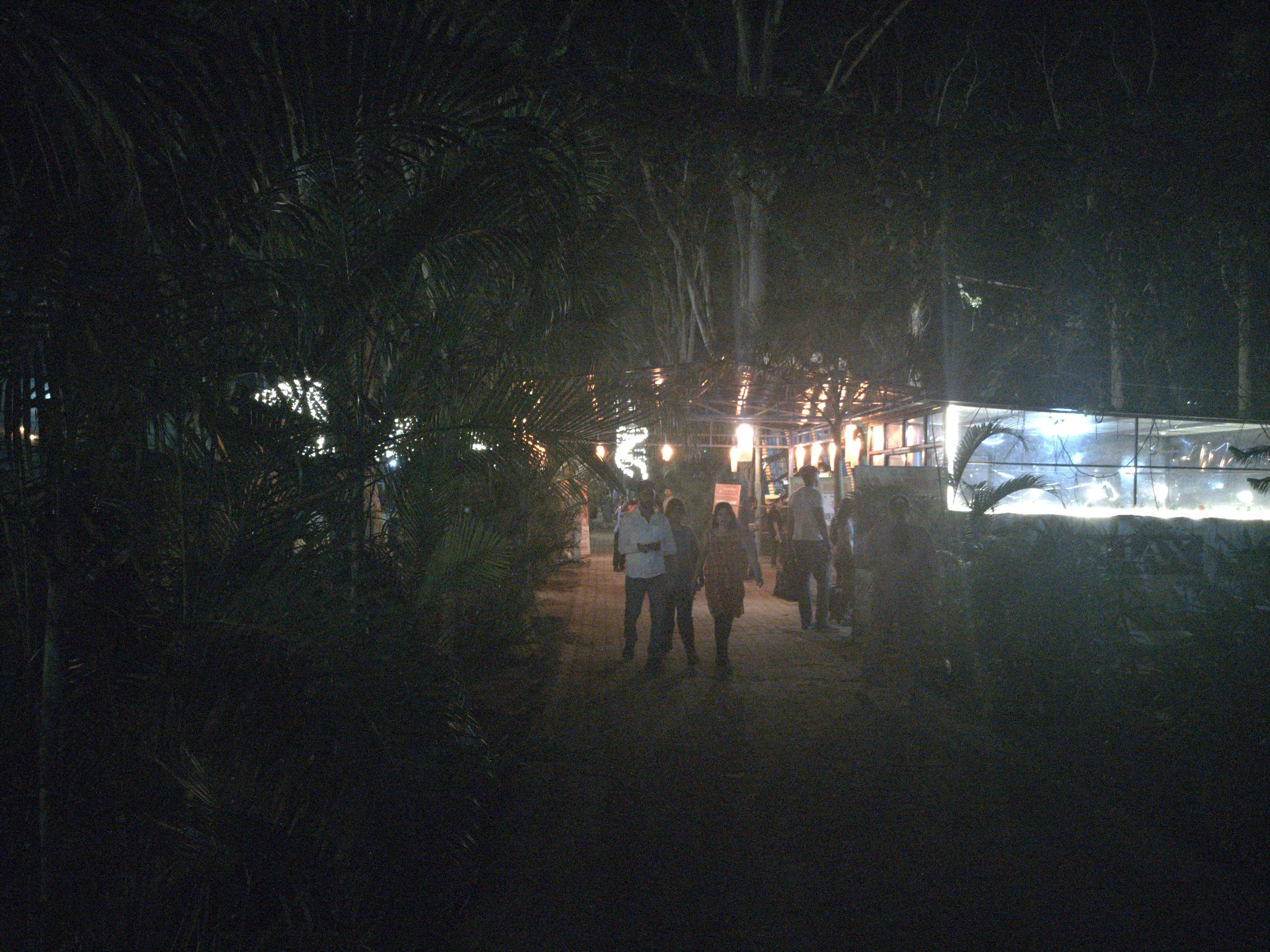 Evening Walk